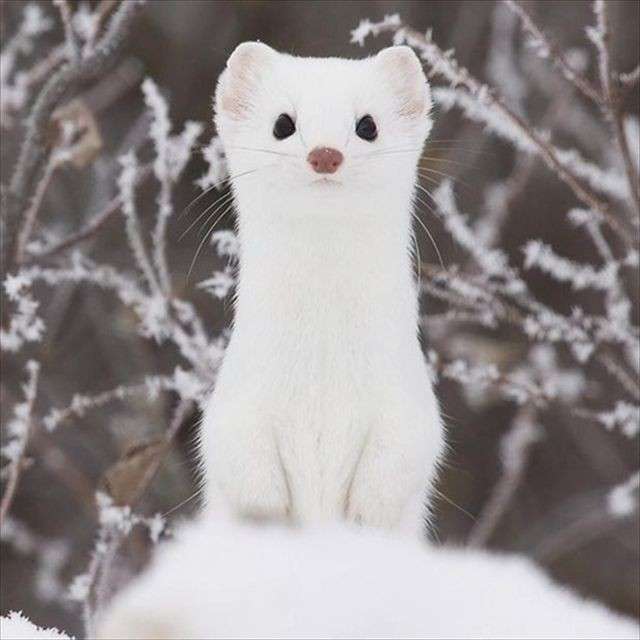 一番かわいい画像を貼った人が優勝