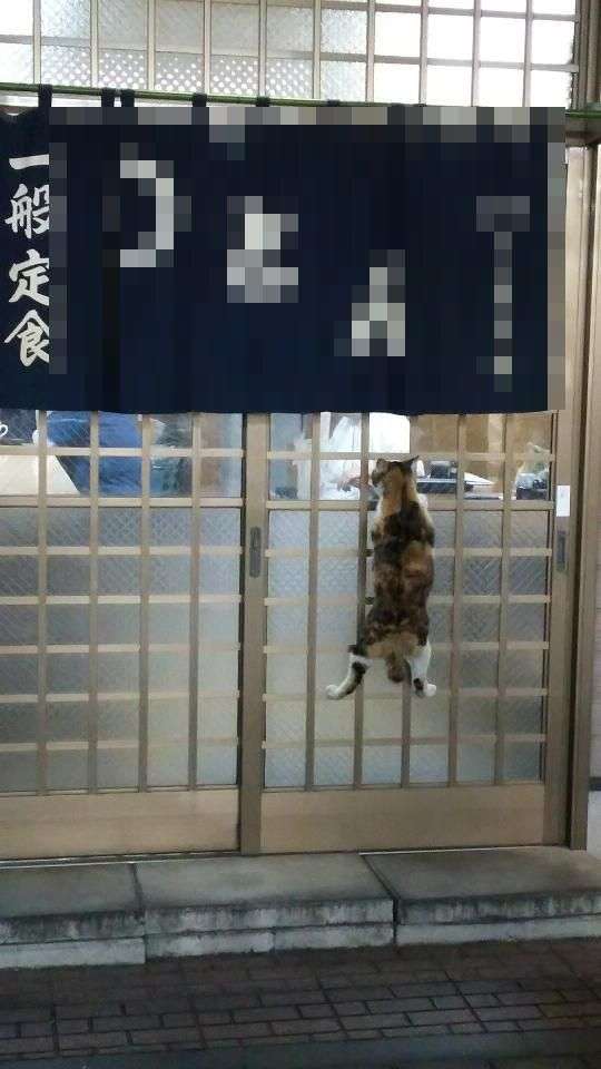 ガルちゃんで画像（サイト）を貼り付ける方法＆練習Part28