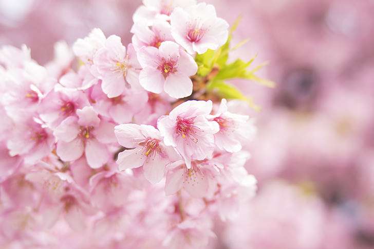 海外「人種差別？によって破壊されたJapanTown桜の木、復活」