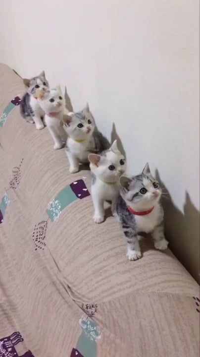 一番かわいい画像を貼った人が優勝