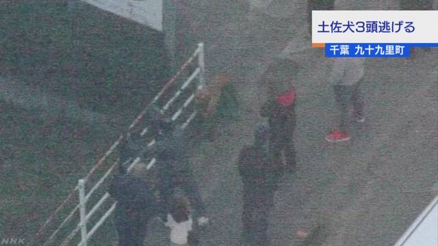 土佐犬3頭逃げる 1頭は捕獲 残る2頭を捜索 千葉 九十九里町