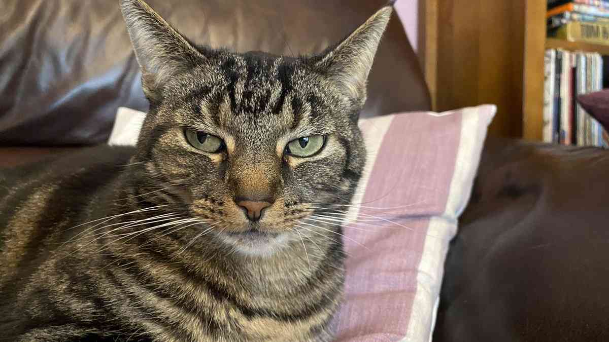 飼い主のオンライン会議に参加し続けたネコ、とうとうカメラ目線を覚える 「自分のことニュースキャスターだと思ってる？」