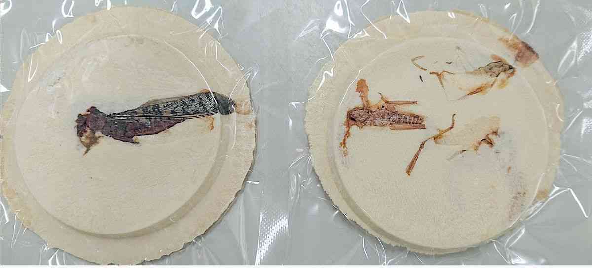 食料危機　バッタ入りせんべいで備え／お味は…幼虫がエビ、成虫は煮干し的な苦み／弘前大が試作（Web東奥） - Yahoo!ニュース