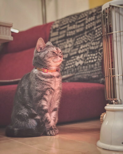 「ストーブつけた途端、この顔よ」　猫ちゃんのあたたかさをかみしめる絶妙な表情がかわいい (ねとらぼ) - Yahoo!ニュース