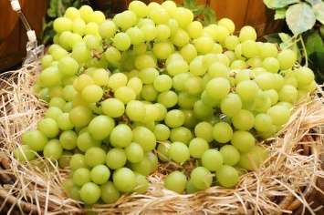 日本、「種子搬出禁止」種苗法改正施行へ…韓国ではシャインマスカット輸出など盛ん（中央日報日本語版） - Yahoo!ニュース