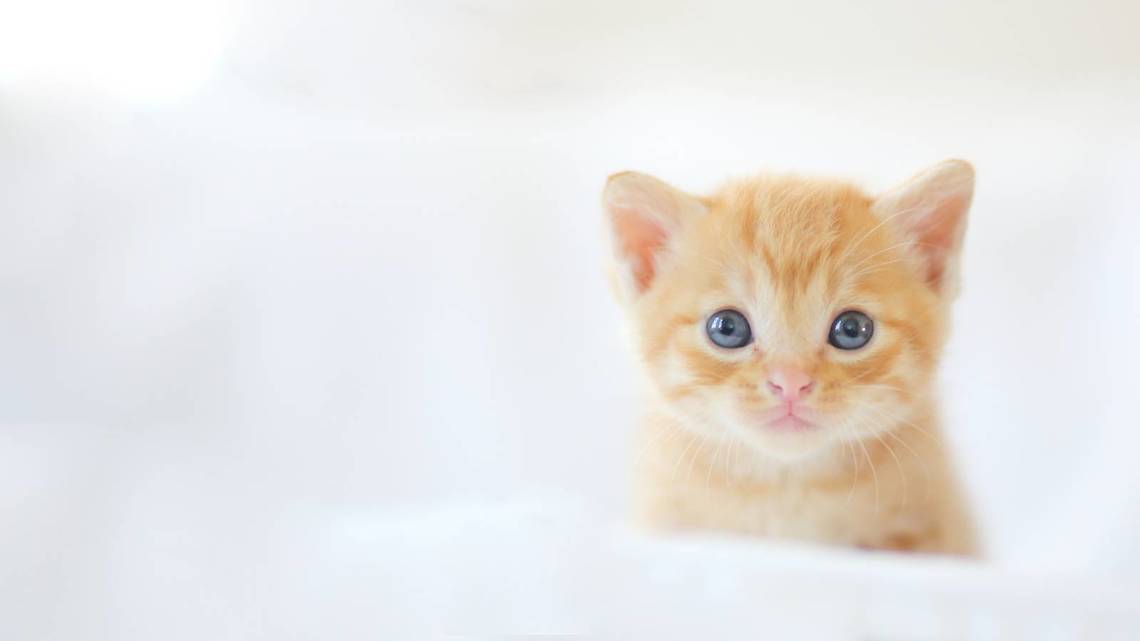 ガルちゃんで画像（サイト）を貼り付ける方法＆練習Part28