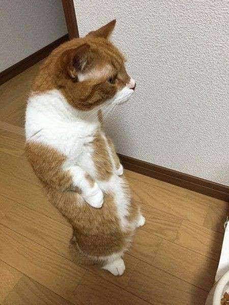本当は人だよねと思う画像を貼るトピpart2
