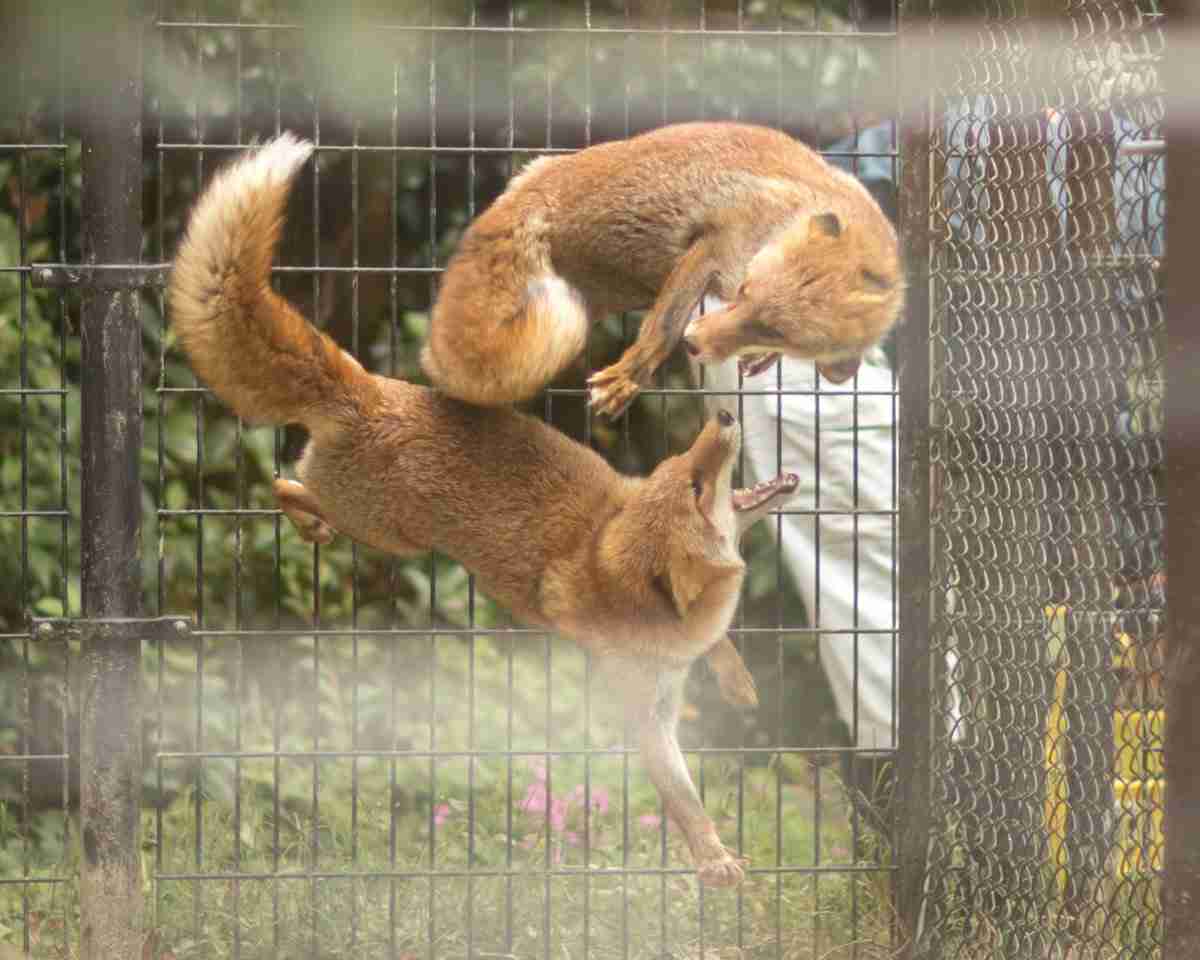 はしゃいでる動物たち