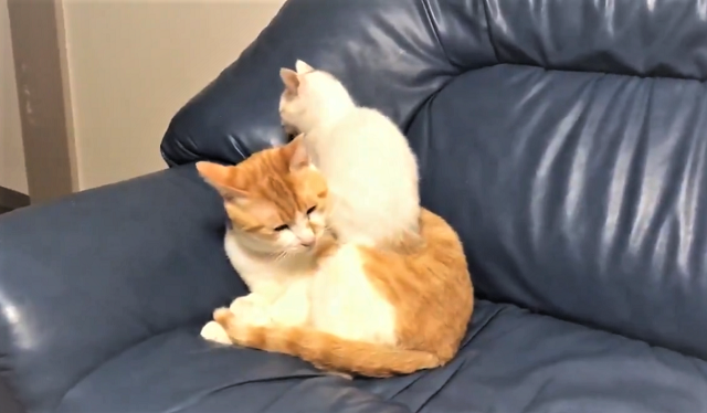 子猫にいきなり