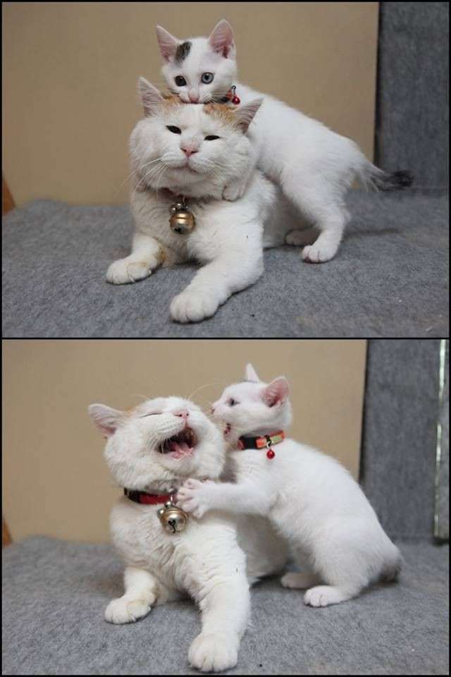 一番かわいい画像を貼った人が優勝