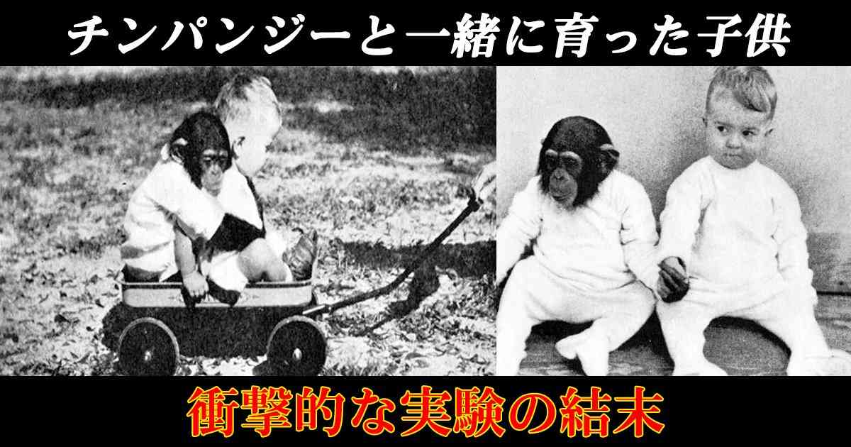 チンパンジーと一緒に育った子供。衝撃的な実験の結末とは！？ - Hachibachi