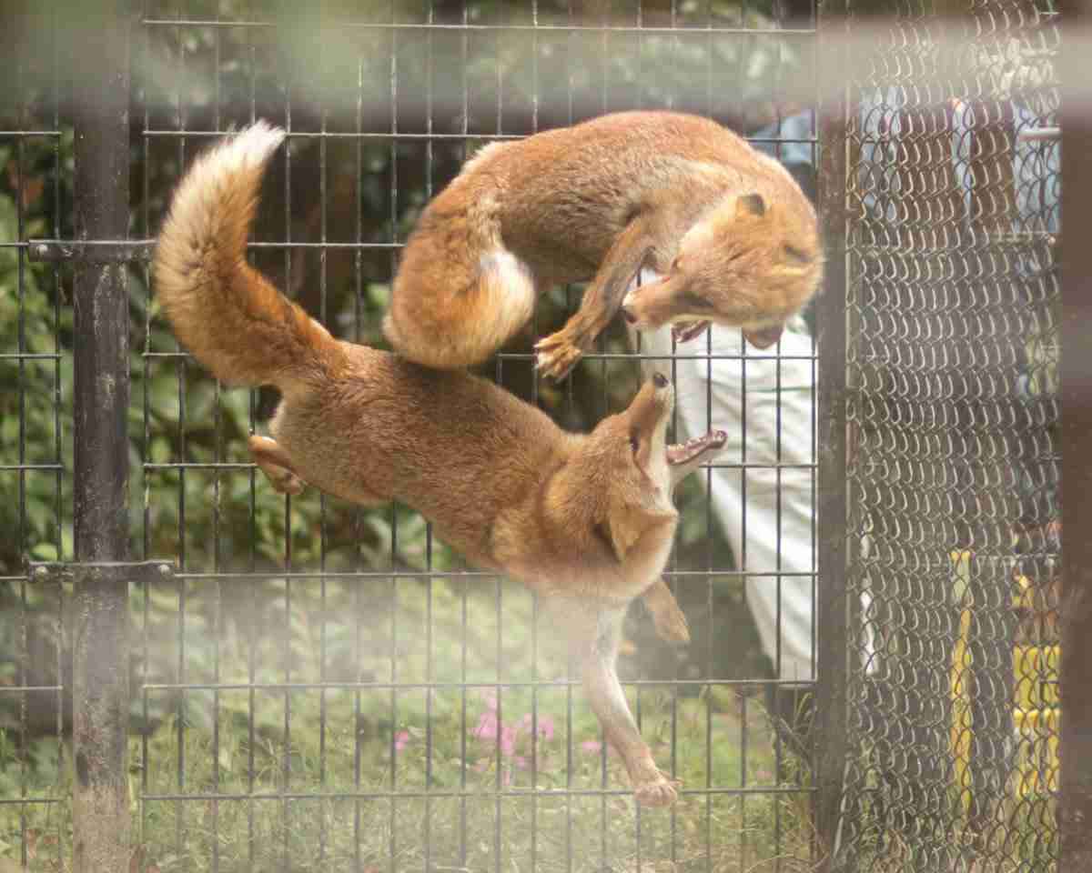 はしゃいでる動物たち