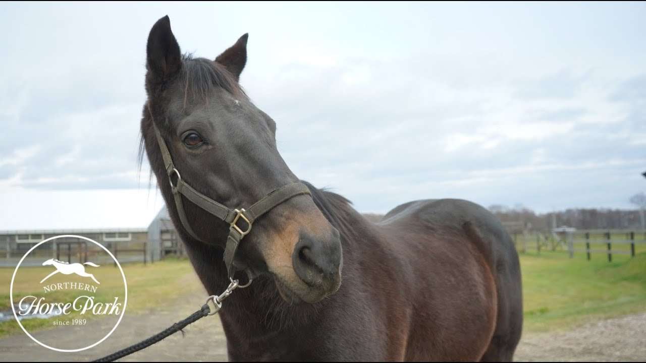 トライアンフマーチ、フサイチホウオー、インティライミに会ってきました　Visiting Lead Horse:Triumph March, Fusaichi Ho O, Inti Raymi - YouTube
