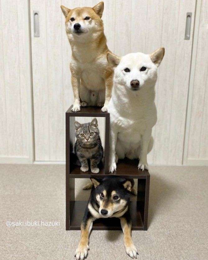 一番かわいい画像を貼った人が優勝