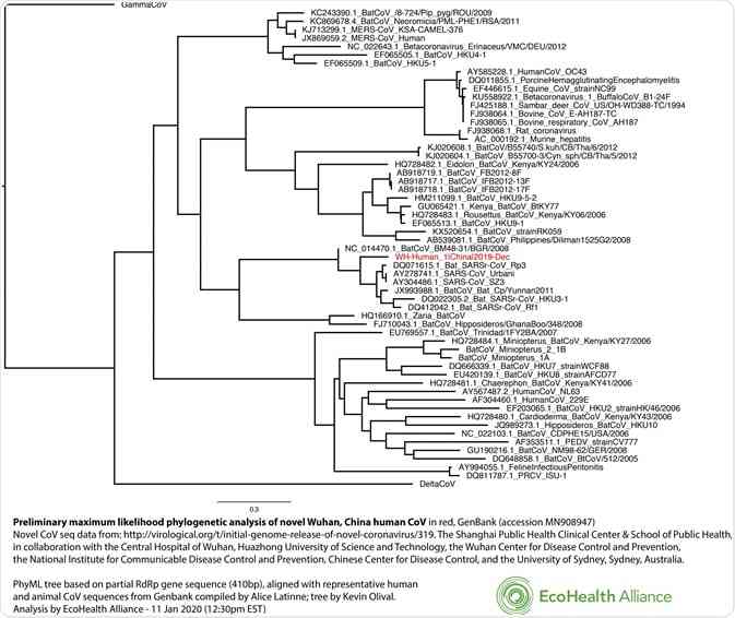 	The Phylogenetic Tree of the SARS-CoV-2 Virus