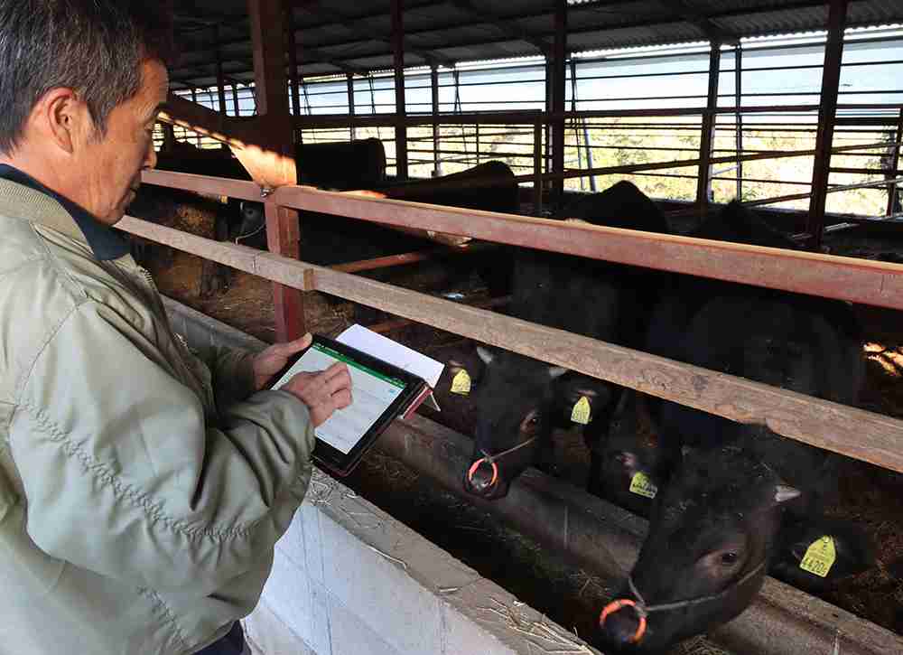 和牛の繁殖「スマート化」　クラウドでカルテ共有　発情・出産、スマホに通知（長崎新聞） - Yahoo!ニュース