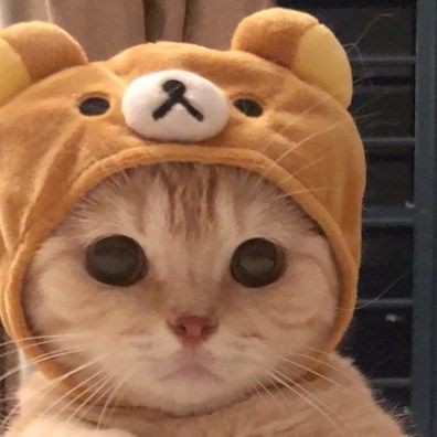 一番かわいい画像を貼った人が優勝