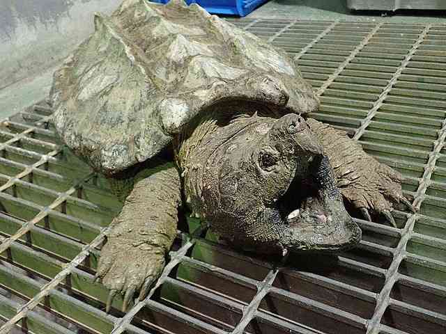 池でワニガメ捕獲 無許可で飼育後に捨てられたか 「見つけても近づかないで」 名古屋
