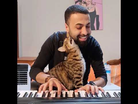 For those who miss the pianist cat ??❤ - YouTube
