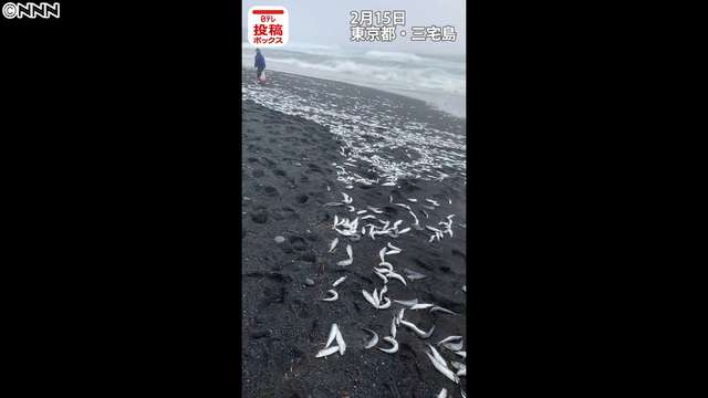 浜辺に大量の魚が打ち上がる　東京・三宅島