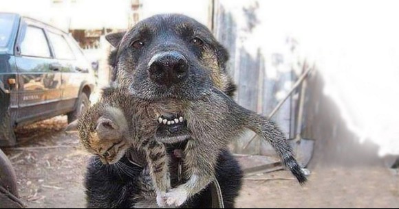 火事で燃える家の中に飛び込み子猫を救出した犬（ウクライナ） : カラパイア