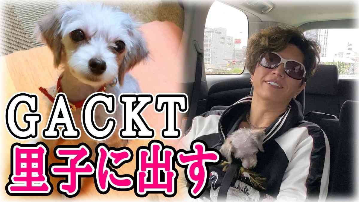 GACKT「愛犬を里子に出しました」Youtubeに投稿、批判多数
