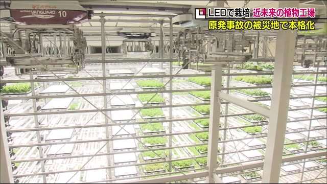 ＬＥＤ光でレタスを栽培…完全閉鎖型の植物工場【世界初のシステムも】（福島テレビ） - Yahoo!ニュース