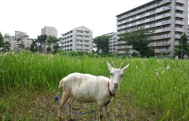 エコで注目のヤギ除草、魅力ポイントからレンタルの心構えまで | スーモジャーナル - 住まい・暮らしのニュース・コラムサイト