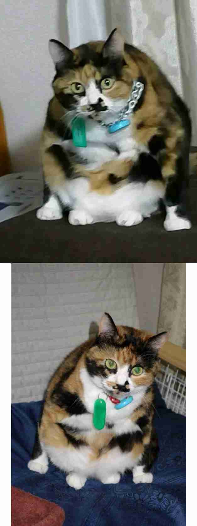 自分で撮影した画像を貼ると、優しい誰かが何かコメントしてくれるトピ