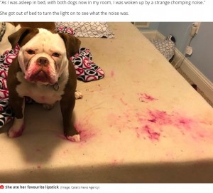 「血？　事件？」いたずら犬に飼い主は「心臓が止まるかと思った！」（米）