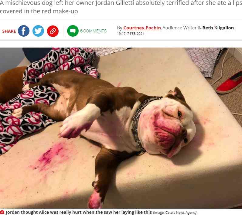 【海外発！Breaking News】「血？　事件？」いたずら犬に飼い主は「心臓が止まるかと思った！」（米） | Techinsight（テックインサイト）|海外セレブ、国内エンタメのオンリーワンをお届けするニュースサイト