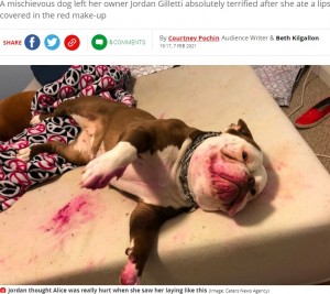 「血？　事件？」いたずら犬に飼い主は「心臓が止まるかと思った！」（米）