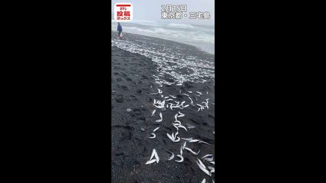 浜辺に大量の魚が打ち上がる　東京・三宅島｜NNNニュース