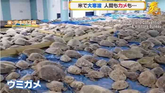 米テキサス記録的寒波 絶滅危惧のウミガメが床一面に・・・