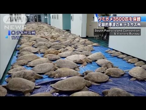 米テキサス記録的寒波 絶滅危惧のウミガメが床一面に・・・