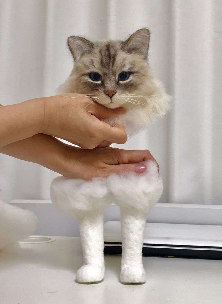 川に落ちた猫、ウーバーイーツ配達員が救助　拍手と歓声