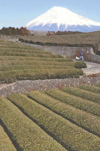 「日本一の茶処」揺らぐ静岡…鹿児島が猛追「いつ抜かれてもおかしくない」