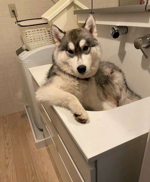 「カクテルを隣に…」バーカウンターにいそう? 超イケメンなハスキー犬が話題「やだ、男前だと思ったら…!?」 (まいどなニュース) - Yahoo!ニュース
