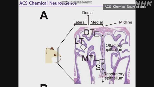 コロナ感染でにおい感じる組織損傷 動物実験で確認 東大など | 医療 | NHKニュース