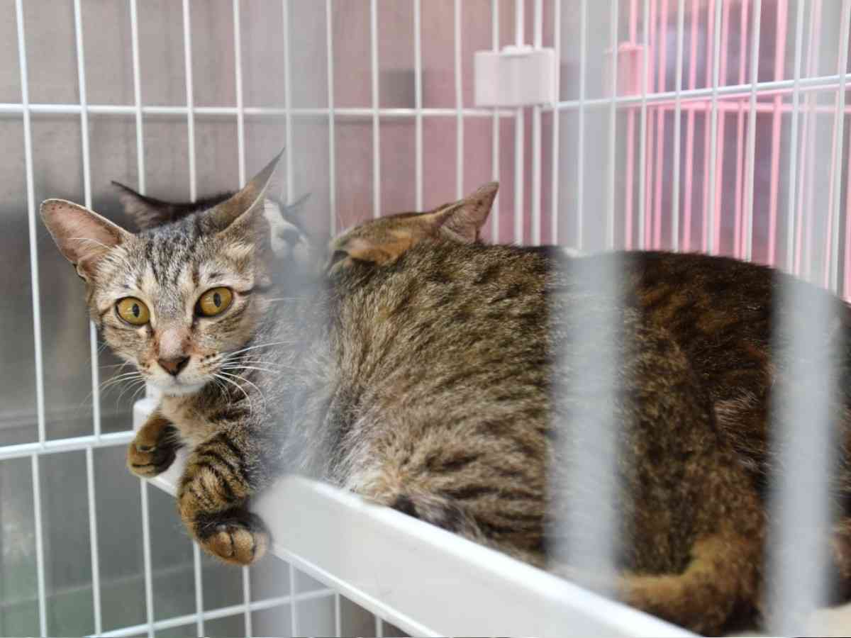 市営住宅に猫40匹、姉妹を書類送検　避妊去勢手術せず放し飼い | sippo(シッポ) |