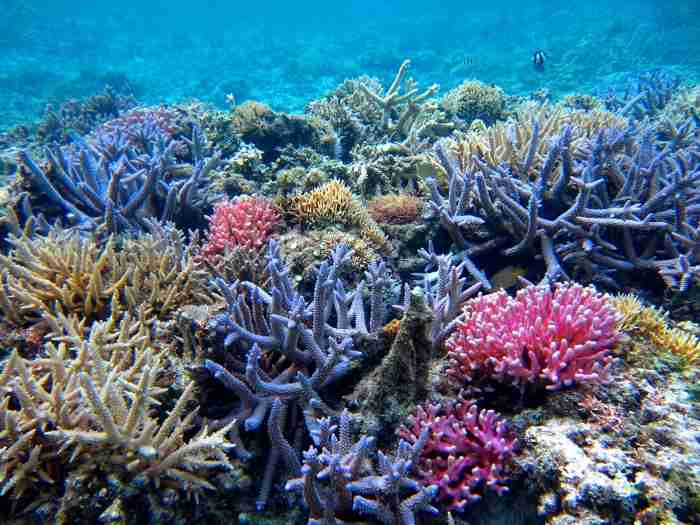 世界の全サンゴ礁　今世紀中に消滅か…日本の周辺海域でも24年に白化の可能性