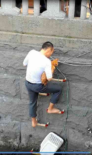 右腕に猫、左手ではしご上る　救った男性「大丈夫っす」：朝日新聞デジタル