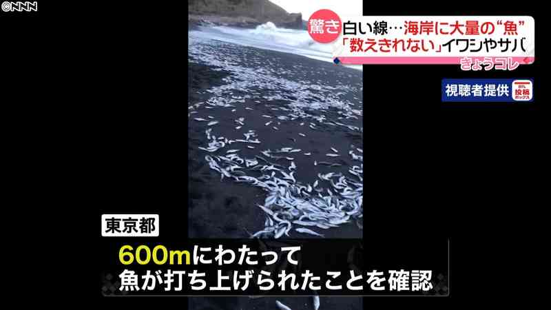 数え切れない…大量の魚打ち上げられる｜日テレNEWS24