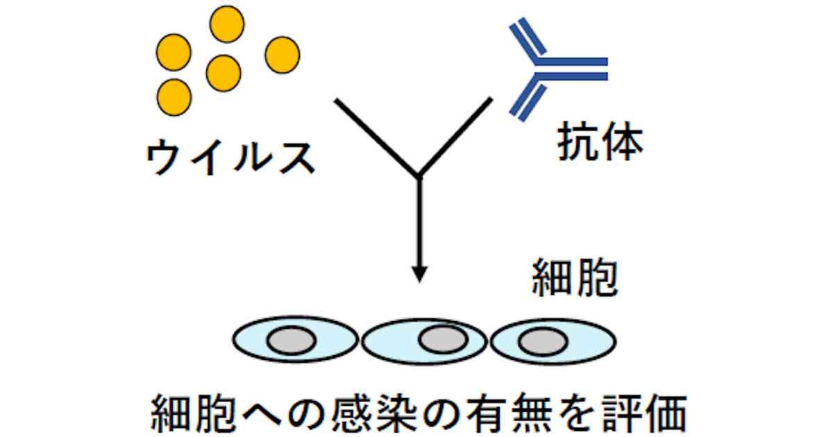慶大など、新型コロナ治療薬の開発につながる中和抗体を作り出すことに成功 | TECH+