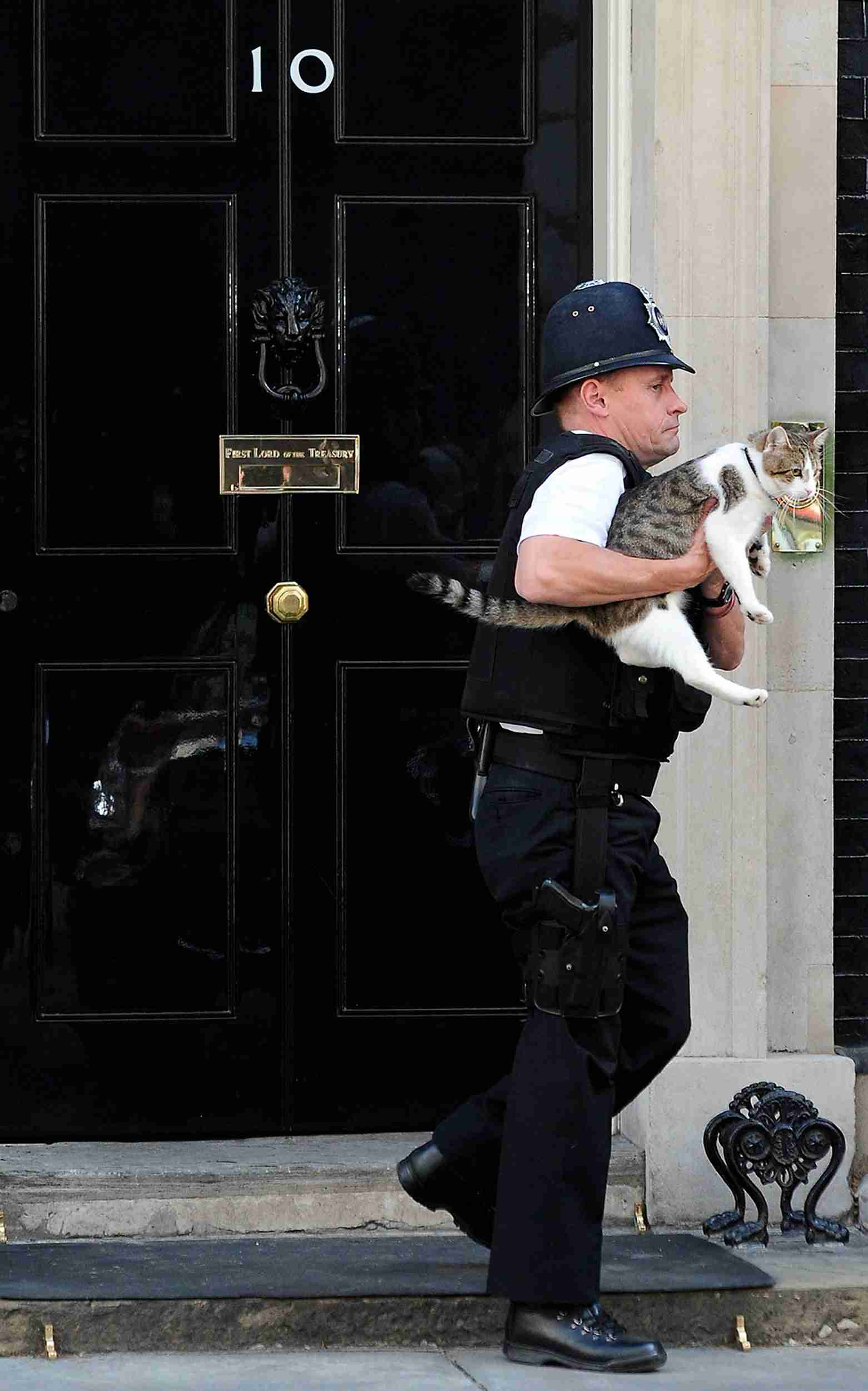 英首相官邸のネズミ捕獲長ネコ「ラリー・ザ・キャット」10周年のお祝い