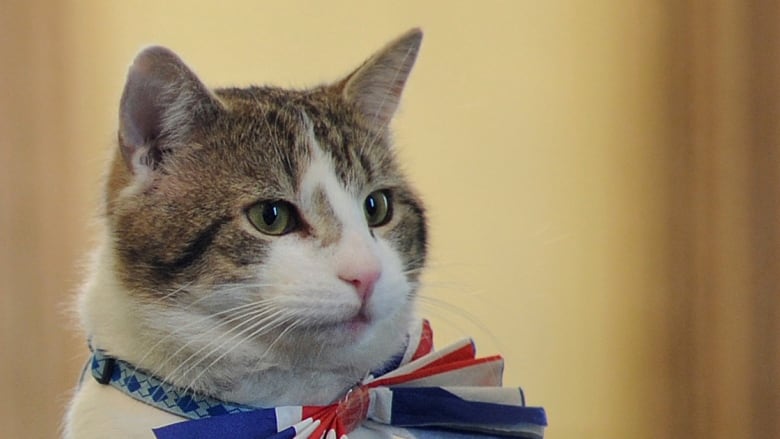 英首相官邸のネズミ捕獲長ネコ「ラリー・ザ・キャット」10周年のお祝い
