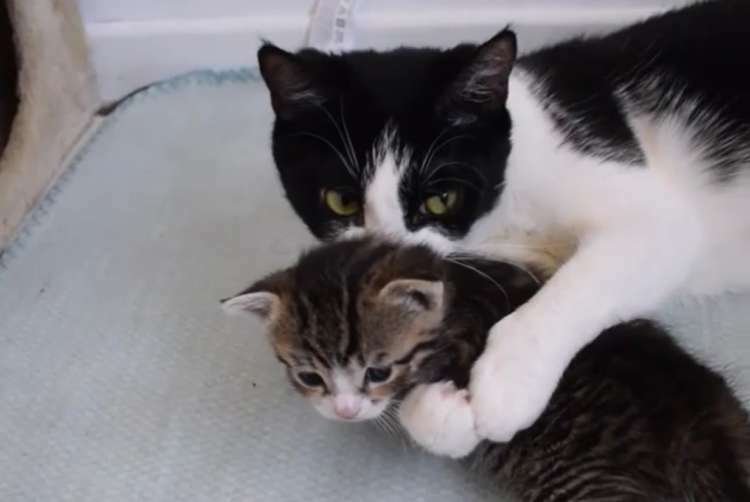 子猫煩悩なお母さん♡ 子猫のことが大好きすぎて、「嗅ぐ・吸う・舐める」の３コンボ(〃∇〃)の複製 - Yahoo! JAPAN