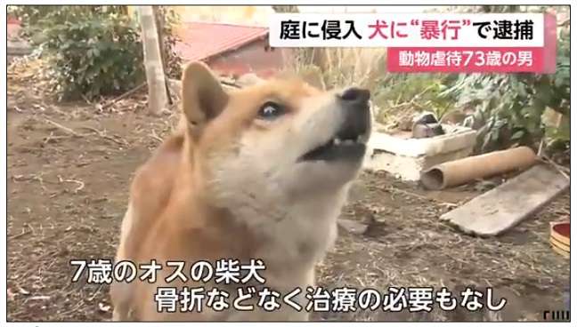 庭に侵入 犬に暴行で逮捕　動物虐待73歳の男