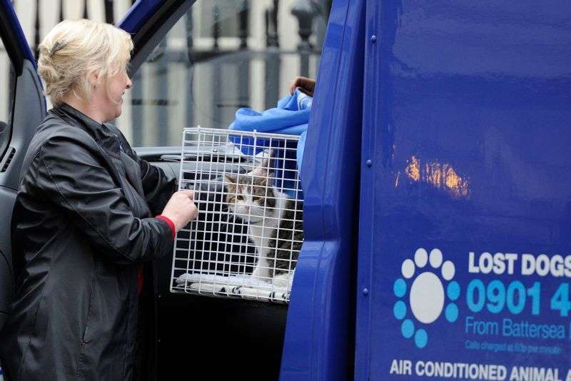 英首相官邸のネズミ捕獲長ネコ「ラリー・ザ・キャット」10周年のお祝い