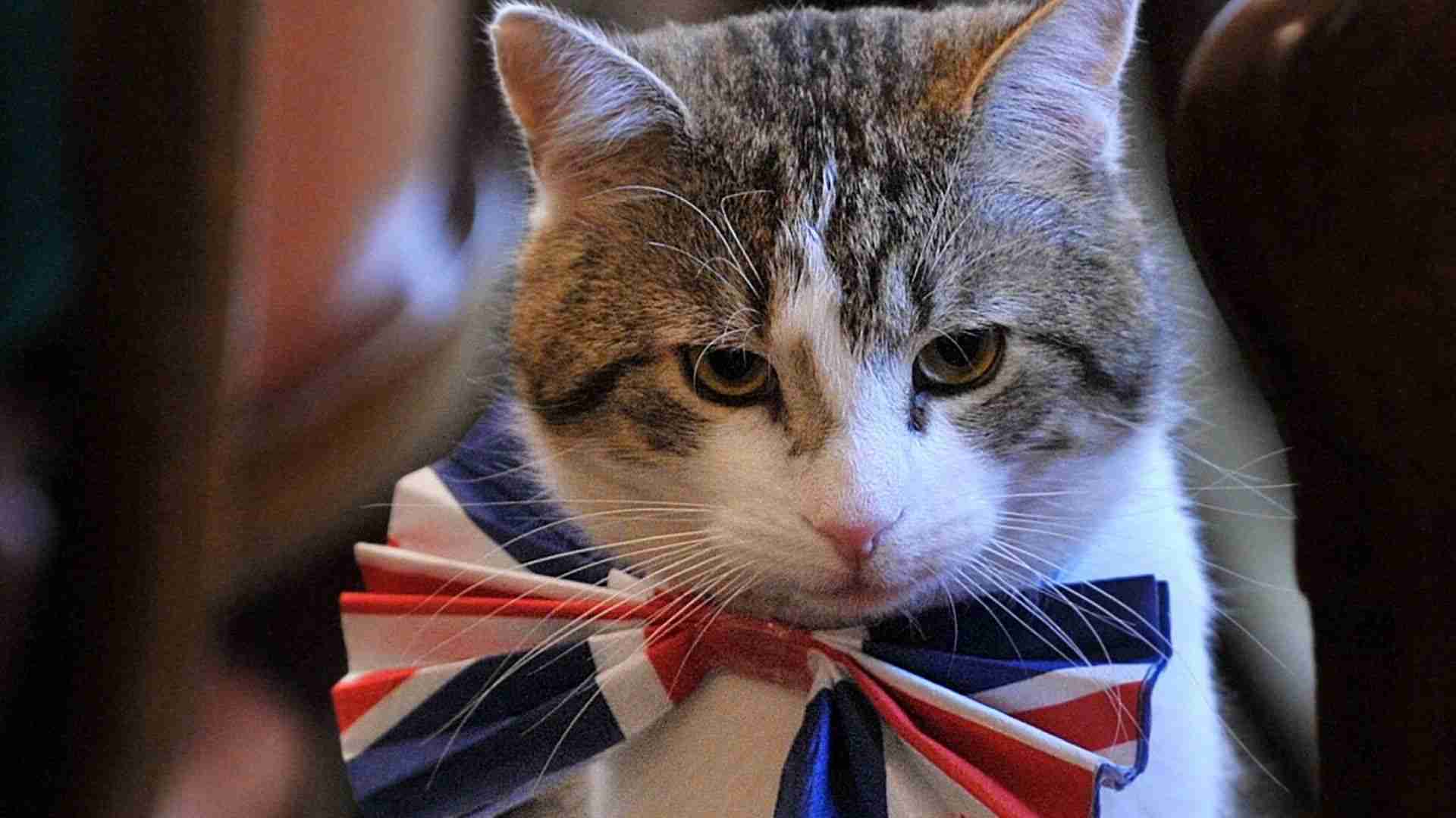 英首相官邸のネズミ捕獲長ネコ「ラリー・ザ・キャット」10周年のお祝い：28枚の写真でつづる(今井佐緒里) - 個人 - Yahoo!ニュース